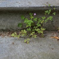 Planten gesloten verharding 2