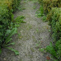 Planten open verharding