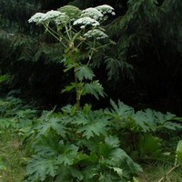 Reuzeberenklauw bloem