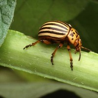 Coloradokever imago - origineel door Scott Bauer - wikimedia commons - Public Domain